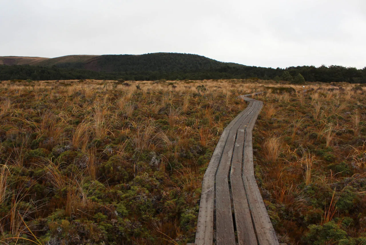 Nouvelle Zélande - Tongariri national parc - Les lubies de louise (2 sur 25)