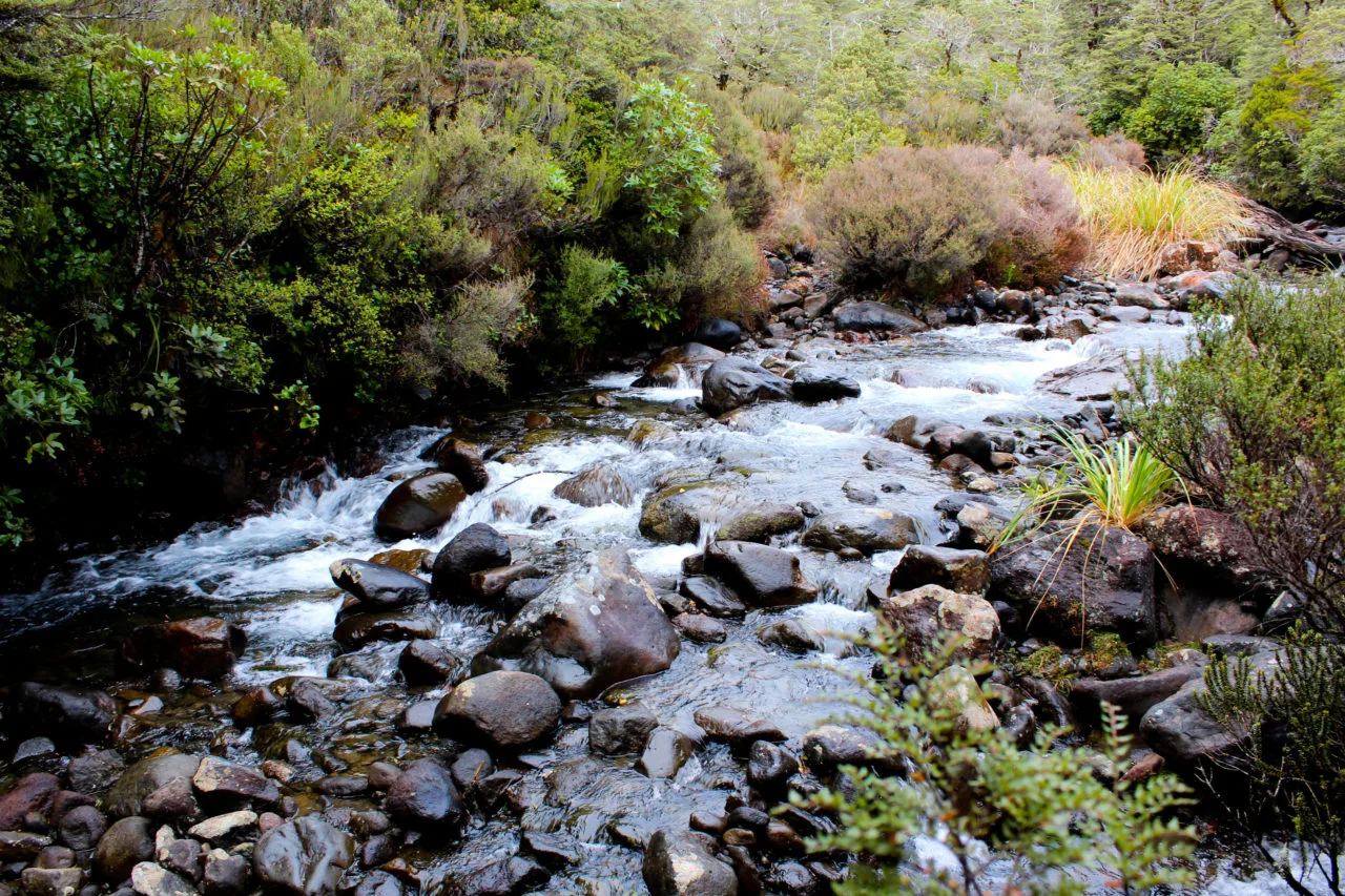Nouvelle Zélande - Tongariri national parc - Les lubies de louise (6 sur 25)